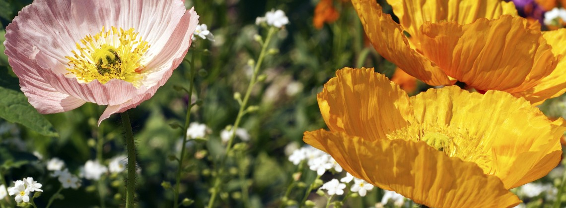 Fleurs de printemps